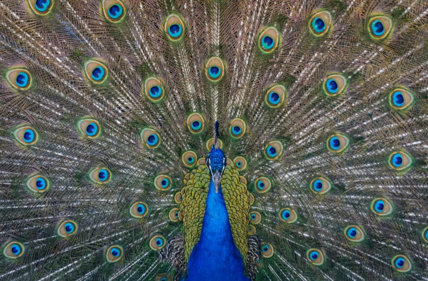 close up photography of blue peacock painting